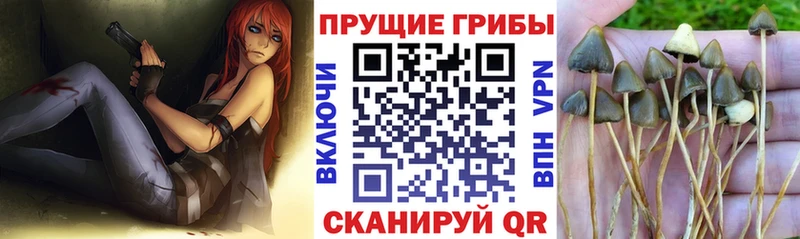 shop какой сайт  Сызрань  Псилоцибиновые грибы MAGIC MUSHROOMS 